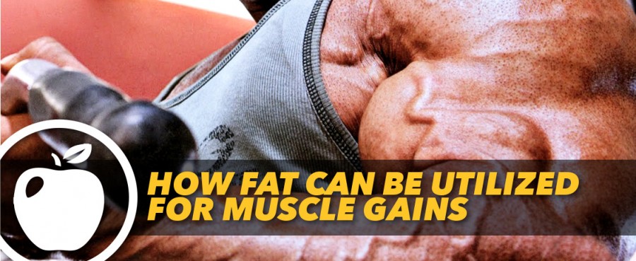 HOW FAT CAN BE UTILIZED FOR MUSCLE GAINS - Generation Iron Fitness ...