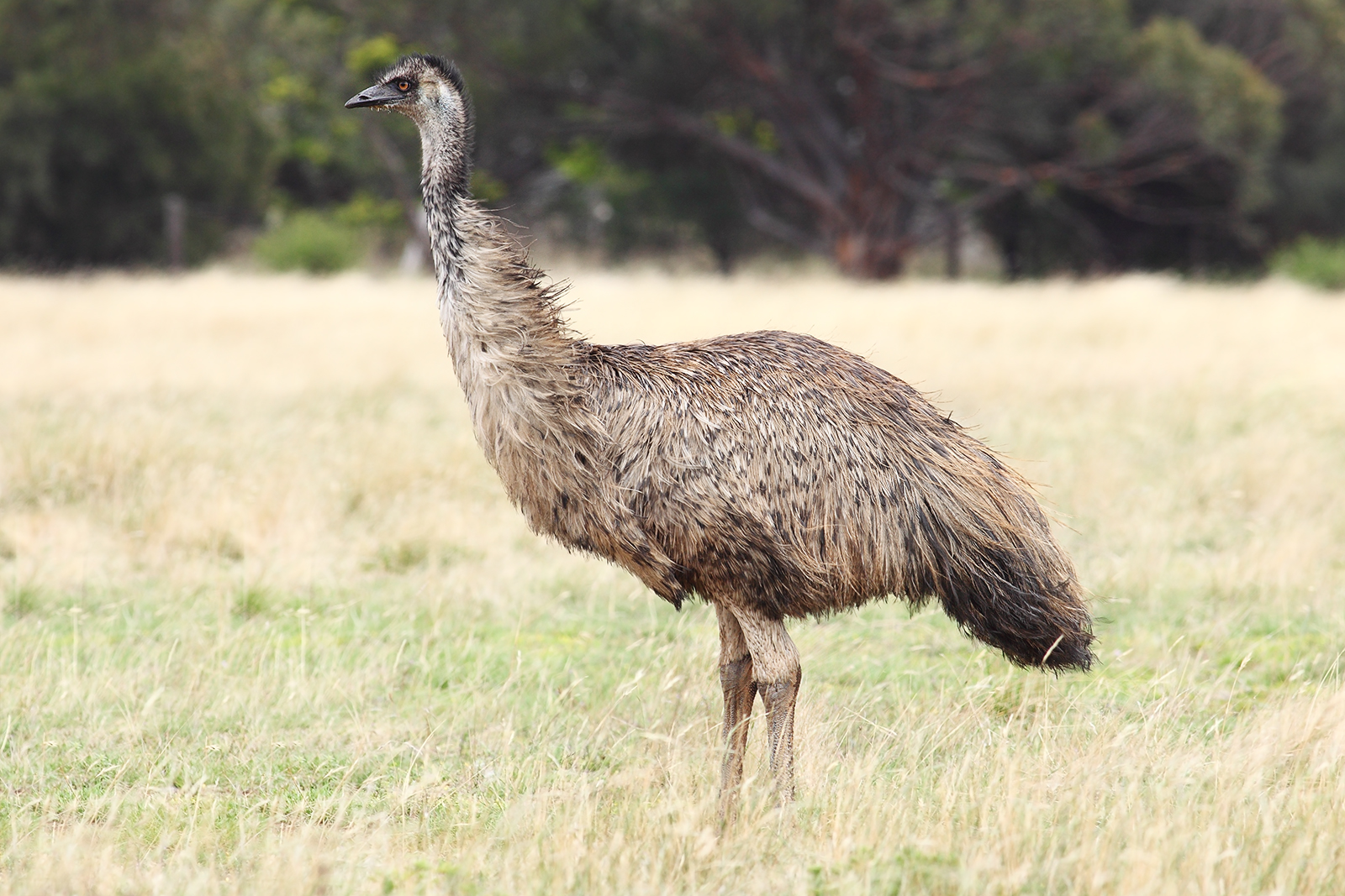 Generation Iron Emu
