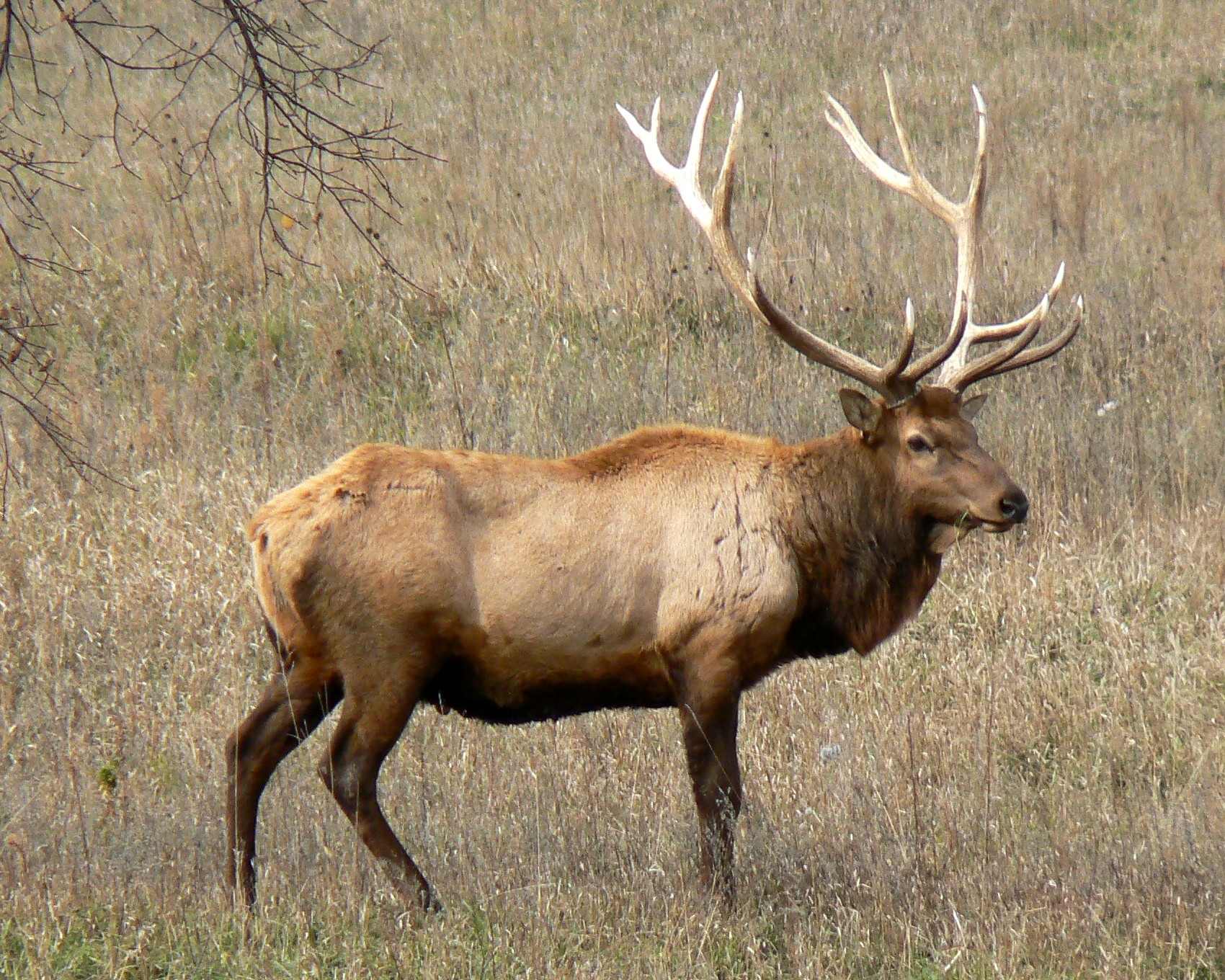 Generation Iron Elk