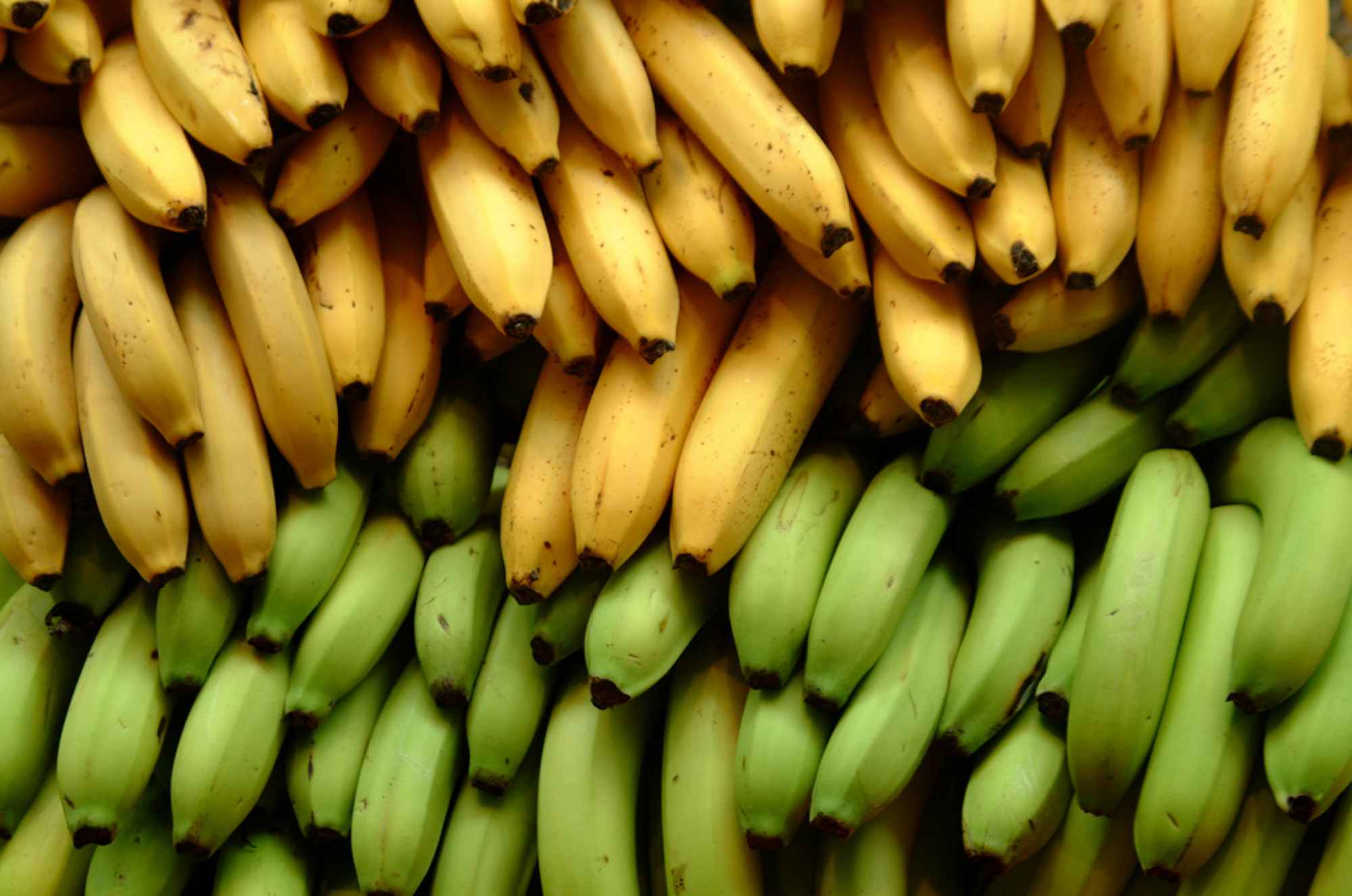 Generation Iron Bananas