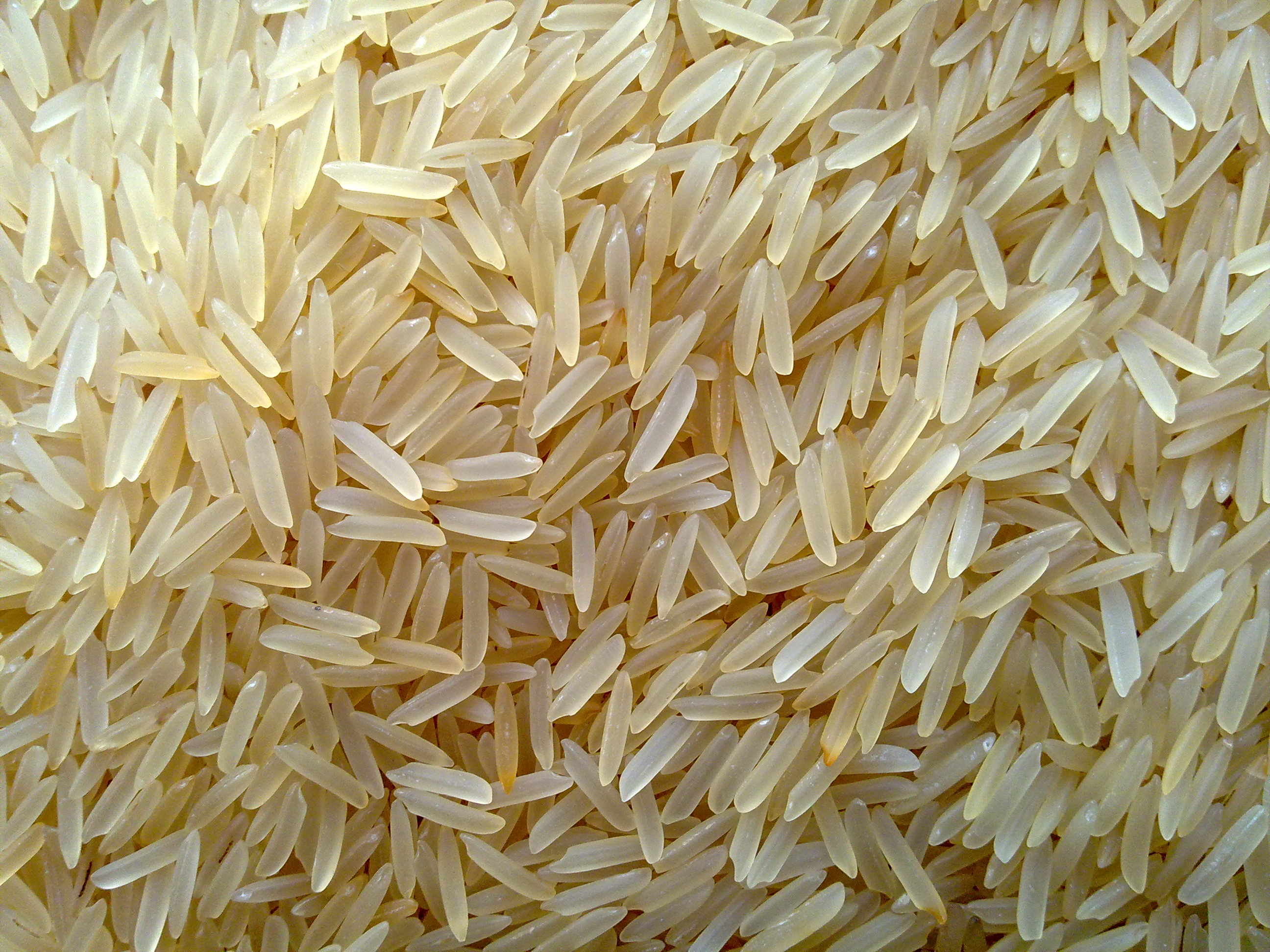 Generation Iron Rice