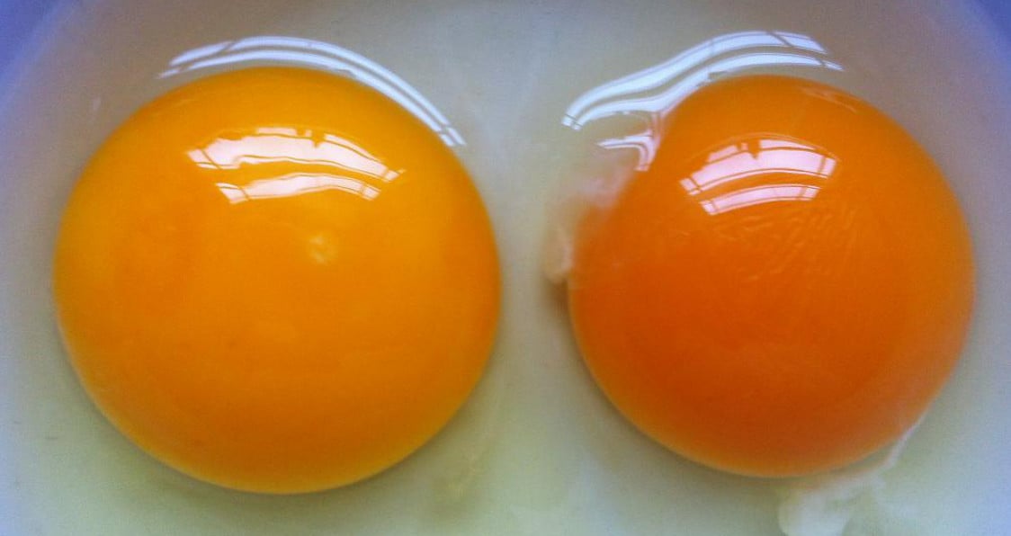The Final Answer Whole Eggs vs Egg Whites Generation Iron