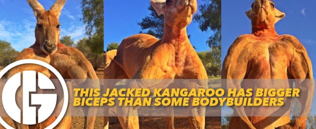 Generation Iron Muscle Kangaroo