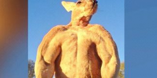 Kangaroo Bodybuilder Generation Iron