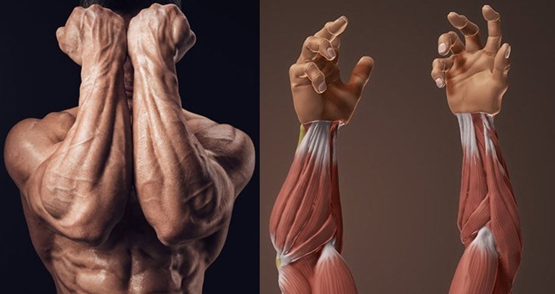 5 Exercises For Massive Forearms