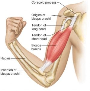 bicep anatomy