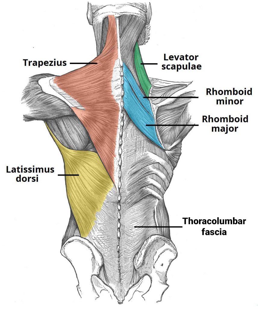 Thoracolumbar discount fascia workout