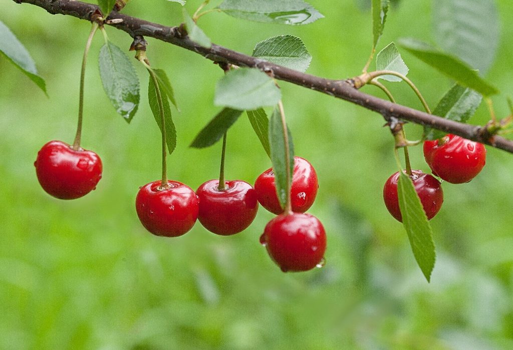 cherries for joint health