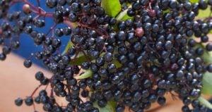 Elderberry