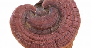 reishi-300x159.jpg