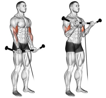 Standing bicep cable curl