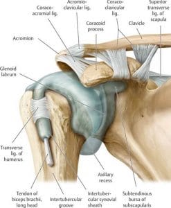 Suffering From Shoulder Pain? Self-Diagnose With These Easy Tests