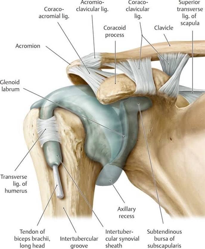 Shoulder joint