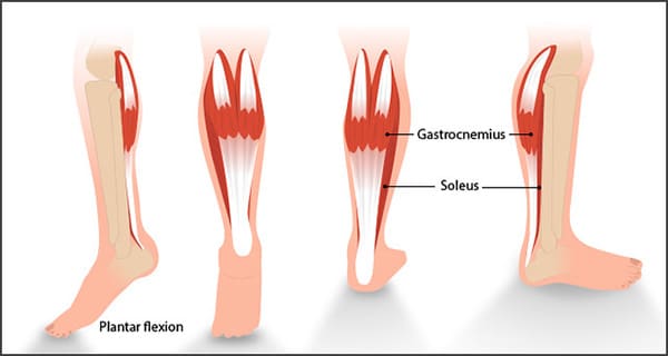 Calf anatomy 