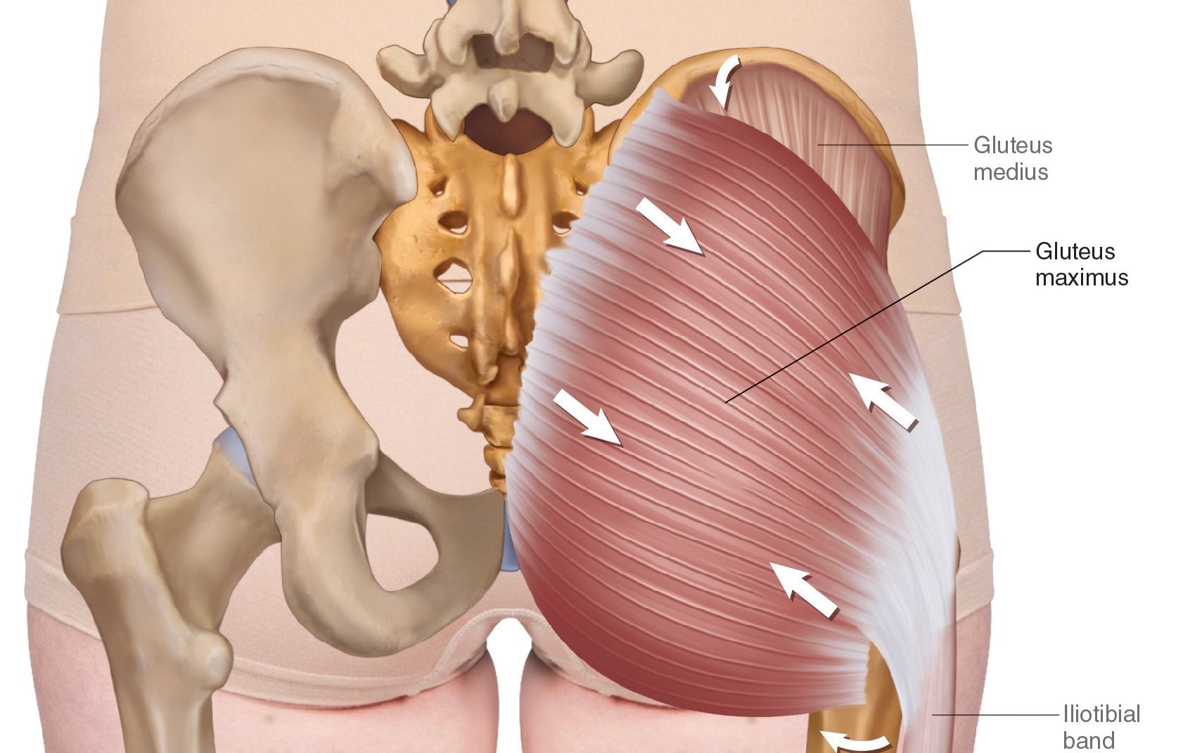 Gluteus maximus