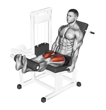 Quadriceps machine exercises sale