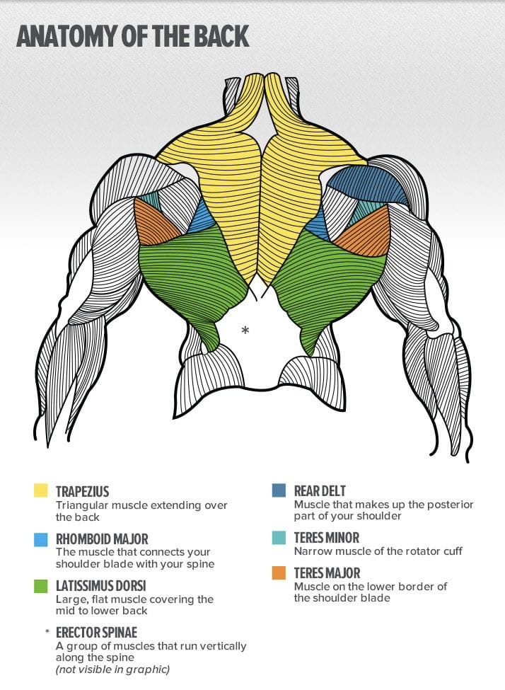 Back anatomy 