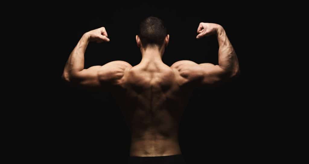 muscle building for beginners