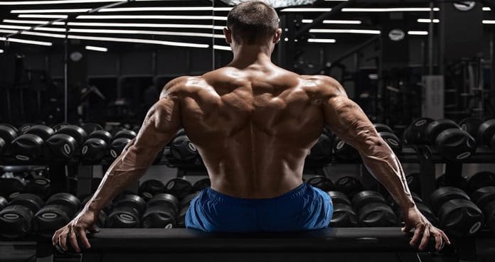 chest supported t-bar row back muscle