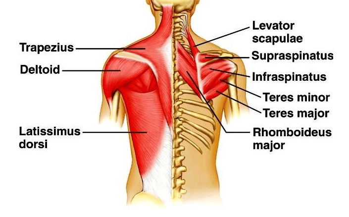 back anatomy