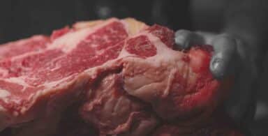 animal documentary
